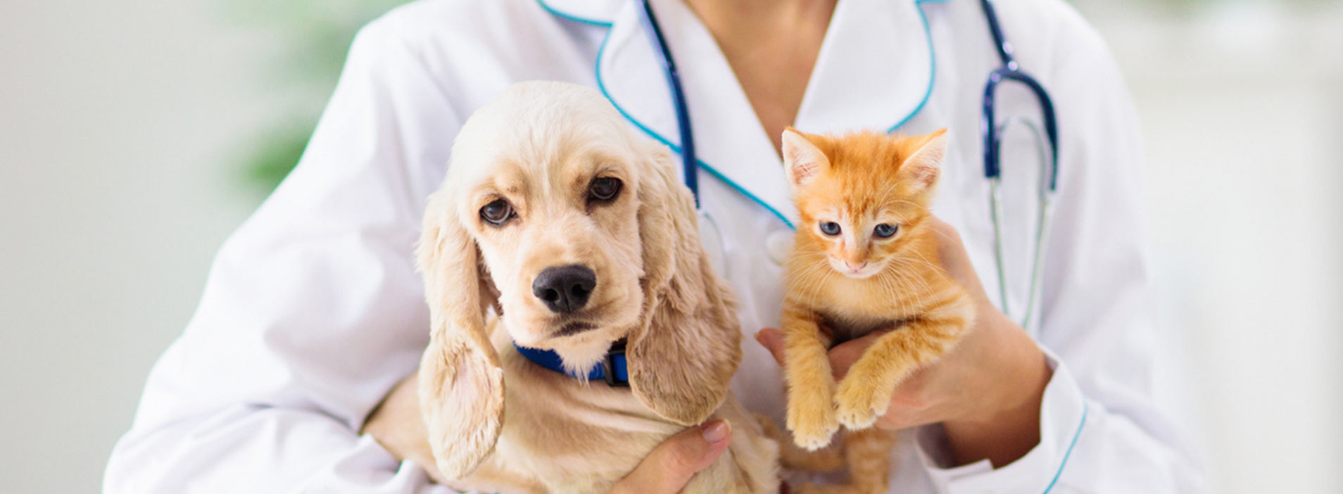 Veterinario CatDog a domicilio